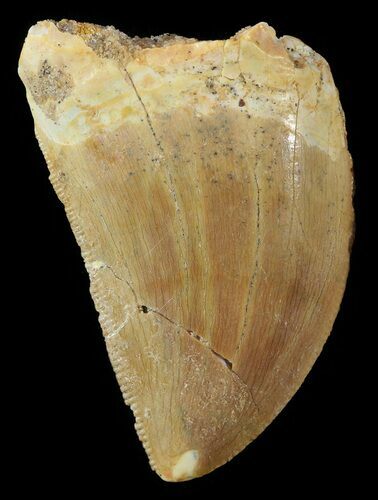 Carcharodontosaurus Tooth - T-Rex Of Morocco #52439